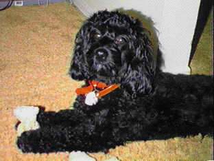Paste photo of the pooch here.